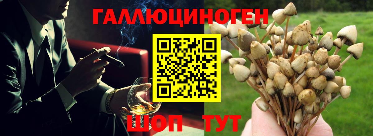 Галлюциногенные грибы Psilocybine cubensis Старая Купавна